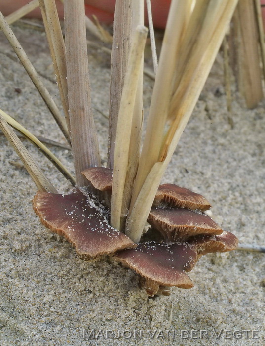 Kleinporig kaalkopje - Deconica micropora